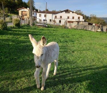 Olaskoegia House | Agroturismo Pagoederraga
