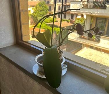 Borghesiana House | Al capolinea