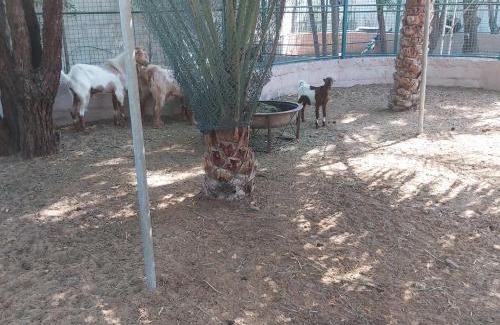 Ajman House | Al Maha Farm