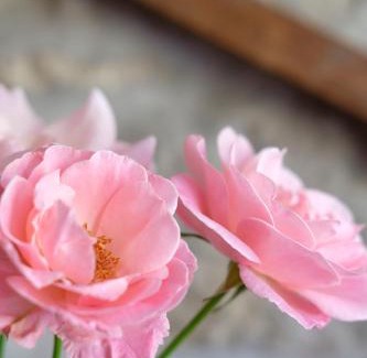 Serramazzoni Bed & Breakfast | Al Sasseto B&B