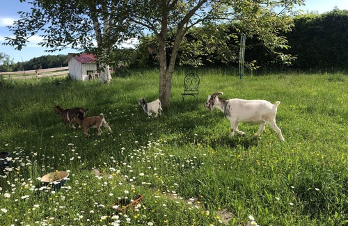 Unterallgau Apartment | Allgäu peace and serenity in the middle of nature, on a donkey farm