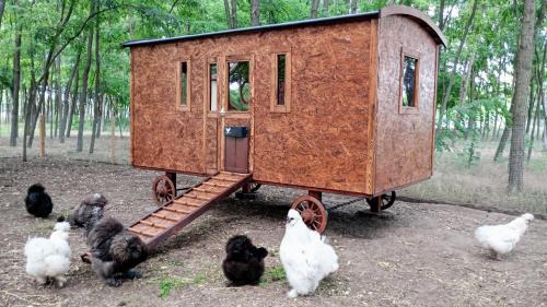 Helvecia Other | Alpacacamp