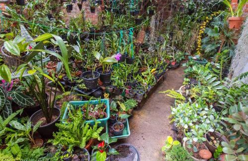 Tennekumbura House | Amma's Homestay