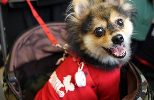Karasuma House | An inn that is friendly to dogs and cats Kyoto Roo/ Kyōto