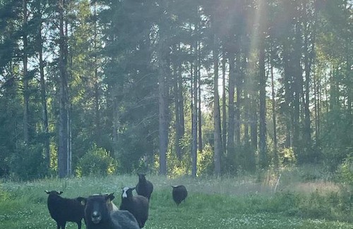 Sjulsmark House | Annexet på Rosfors Bruksherrgård