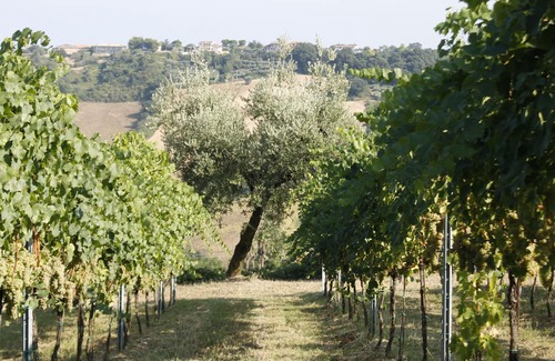 Lapedona Apartment | Apartment between the vineyards and the sea