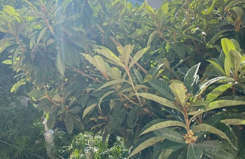 Gradac Apartment | Apartment Biljana - 150m from beach: A3(5) - Gradac, Riviera Makarska, Croatia