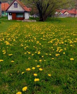 Kolasin Apartment | Apartment Enjoy