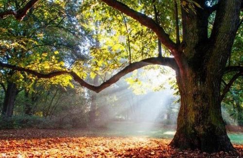 Ainay-le-Chateau Apartment | Appartement cosy 70 m2 tout confort 4 personnes