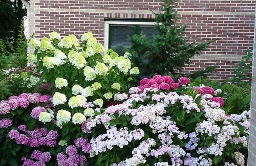 Landsmeer Bed & Breakfast | Appartement De Molshoop