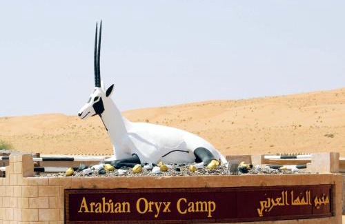 Bidiya Other | Arabian Oryx Camp