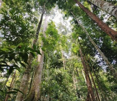 Bohorok Hotel | Asim Paris Guesthouse & jungle trekking