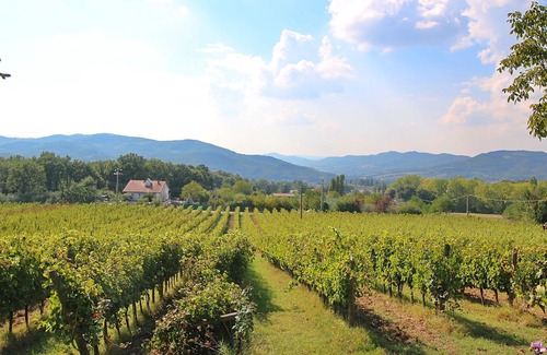 Umbertide Other | Attractive apartment in old farmhouse on the estate with pool.