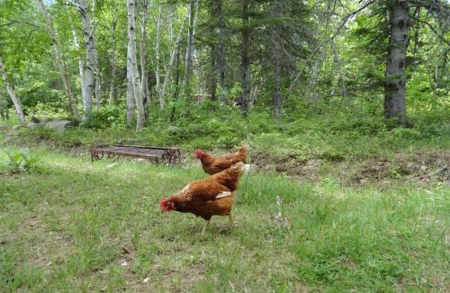 Baie-St-Paul Bed & Breakfast | Auberge Carpe Diem