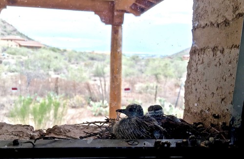Drexel Heights House | Authentic Tucson Experience: Mud Adobe Casita Nestled in Canyon Among Wildlife