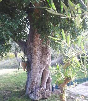 Monte Sant'Angelo Apartment | B&B Case Vacanza Orchidea marina di Macchia a Mattinata Gargano