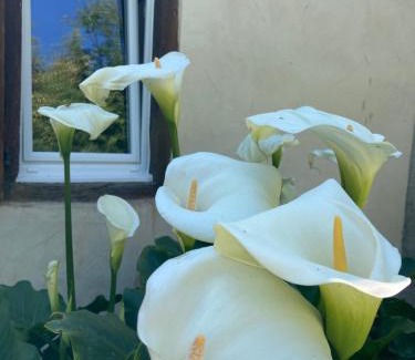 Orthez Bed & Breakfast | B&B - Chambres d'Hôtes Acoucoula