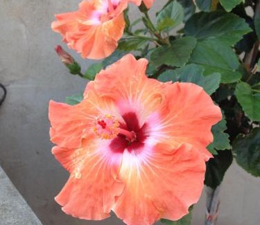 Capoterra Bed & Breakfast | B&B Hibiscus