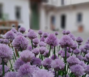 Soriso Bed & Breakfast | B&B Il Cortile