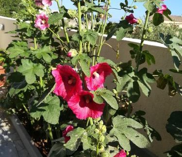 Castelluzzo Bed & Breakfast | B&B La Chiocciola
