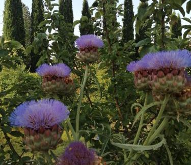 Rivotorto Bed & Breakfast | B&B La Giara di Assisi