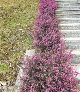 Castello dell'Acqua Apartment | B & B SENTIERO VALTELLINA