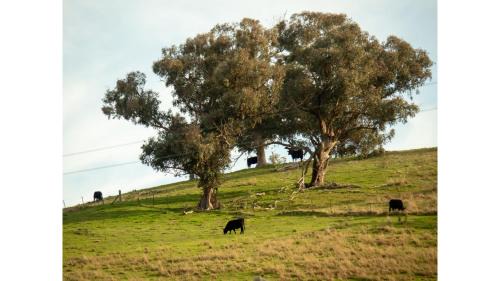 Gundagai House | Back Station Creek Retreat by Tiny Away