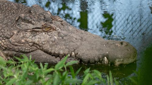 Dauh Peken House | Bali Wildlife Rescue Center