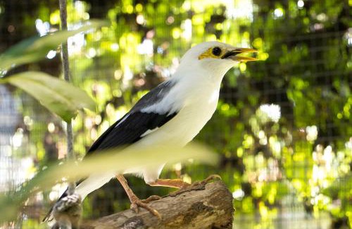 Dauh Peken House | Bali Wildlife Rescue Center