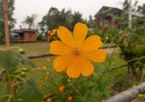 Pai House | Bansuan viewpai