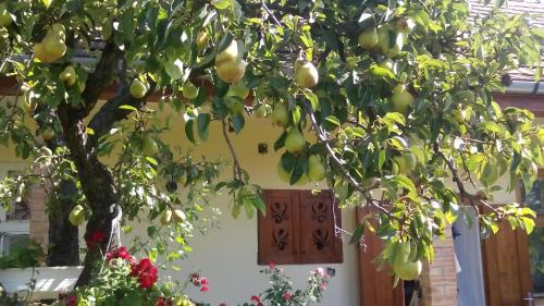 Kisnana House | Bari Tanya