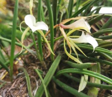 Ometepe Island House | Beach & forest scape