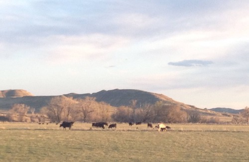 Buffalo House | Beautiful and private guest ranch house on Clear Creek with Mountain views