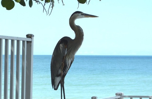 Redington Beach Condo | Beautiful Condo on Miles of White Sand Beach. Watch Dolphins from your bedroom!