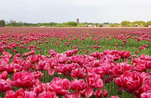 Sommelsdijk Bed & Breakfast | Bed en Breakfast en Bike