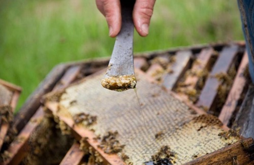 Navasota Other | BeeWeaver Luxury Glamping - In A Meading