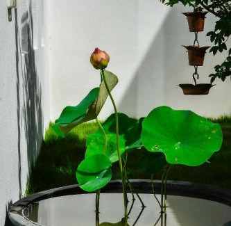 Taitung House | Begonia B&B