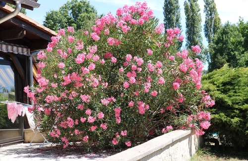 Bergerac House | Belle Maison de Famille Avec Piscine Dans son Écrin de Verdure Proche de Tout