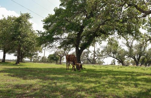 Fredericksburg Villa | Best Little Fredericksburg Texas Bed And Breakfast