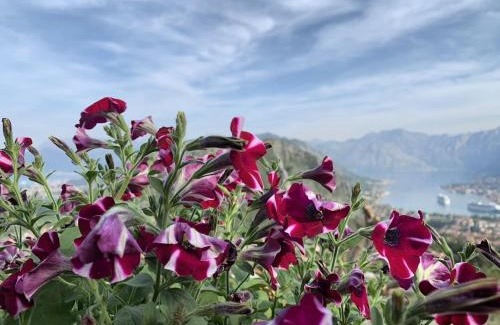 Kotor Apartment | Big Hill Apartment