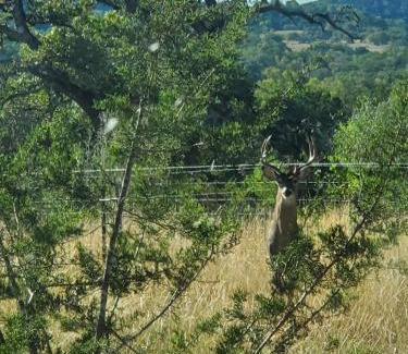 Bandera Other | Bigfoots Bungalow