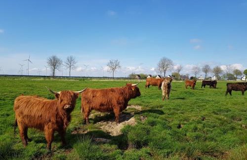 Nordleda Apartment | Biolandhof Dorn Highlander vom Elbdeich