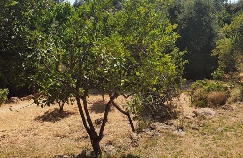 Amirim Cabin | Bloom's Studio הסטודיו של בלום