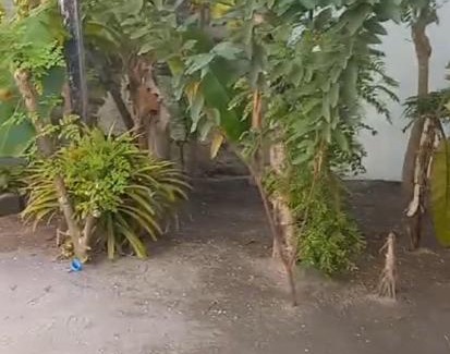 Holhudhoo House | Blossom Retreat