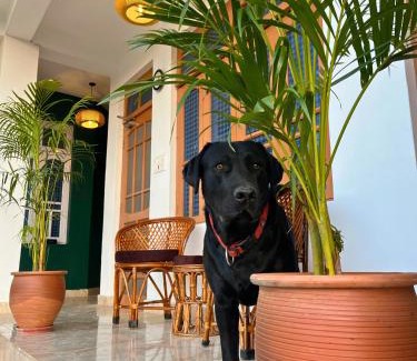 Gunehr Bed & Breakfast | Boho Thikana - Homestay in Bir