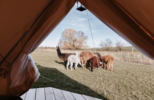 Ziemetshausen Other | Boho Zelt Lebenshofalpakas