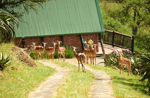 Merrivale Apartment | Bonnie View Game Lodge