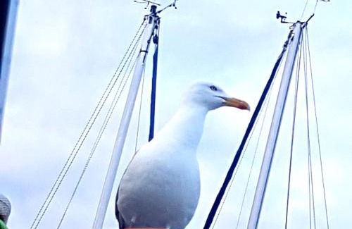 Herkingen Boat Rental | Boots-Camping Grevelingen