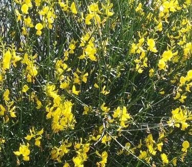 Montemurlo Bed & Breakfast | Borgo della Rocca
