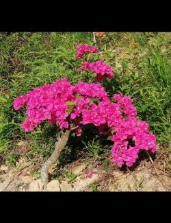 Hulu Selangor House | BougainVillea Garden KKB